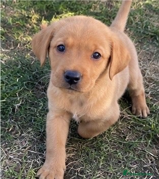 Labrador Retriever dogs ⭐️ Fox Red Lab Pups - Council licensed - Advert 2