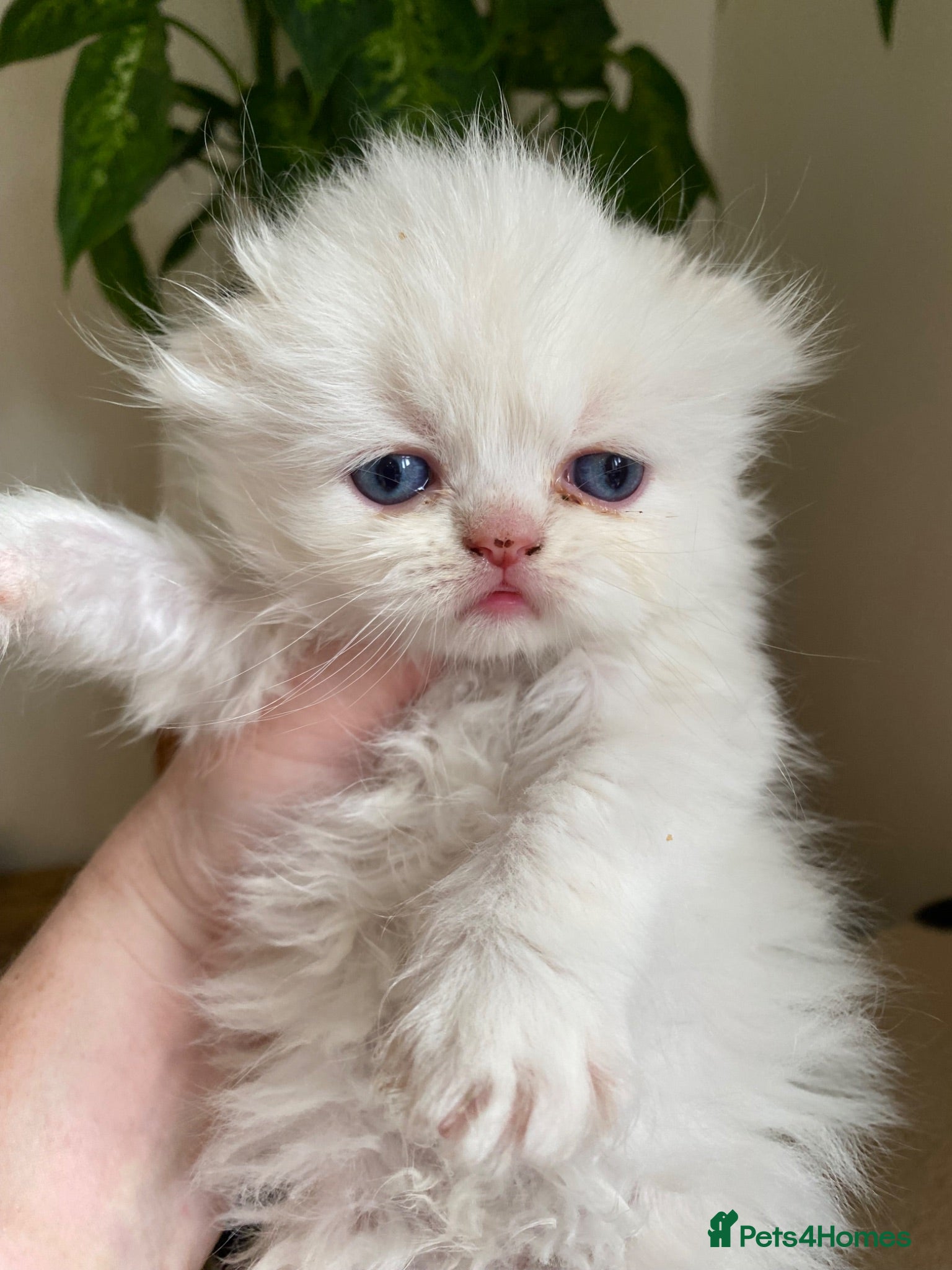 Scottish Fold cats Beautiful litter - Advert 1