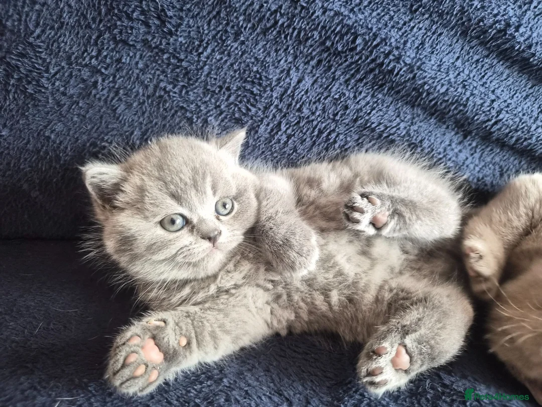 British Shorthair cats for sale: 3 British Shorthair Girls Lilac and Blue - Advert 26