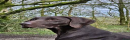 German Shorthaired Pointer dogs for sale: German Shorthaired Pointer Puppies  - Advert 4