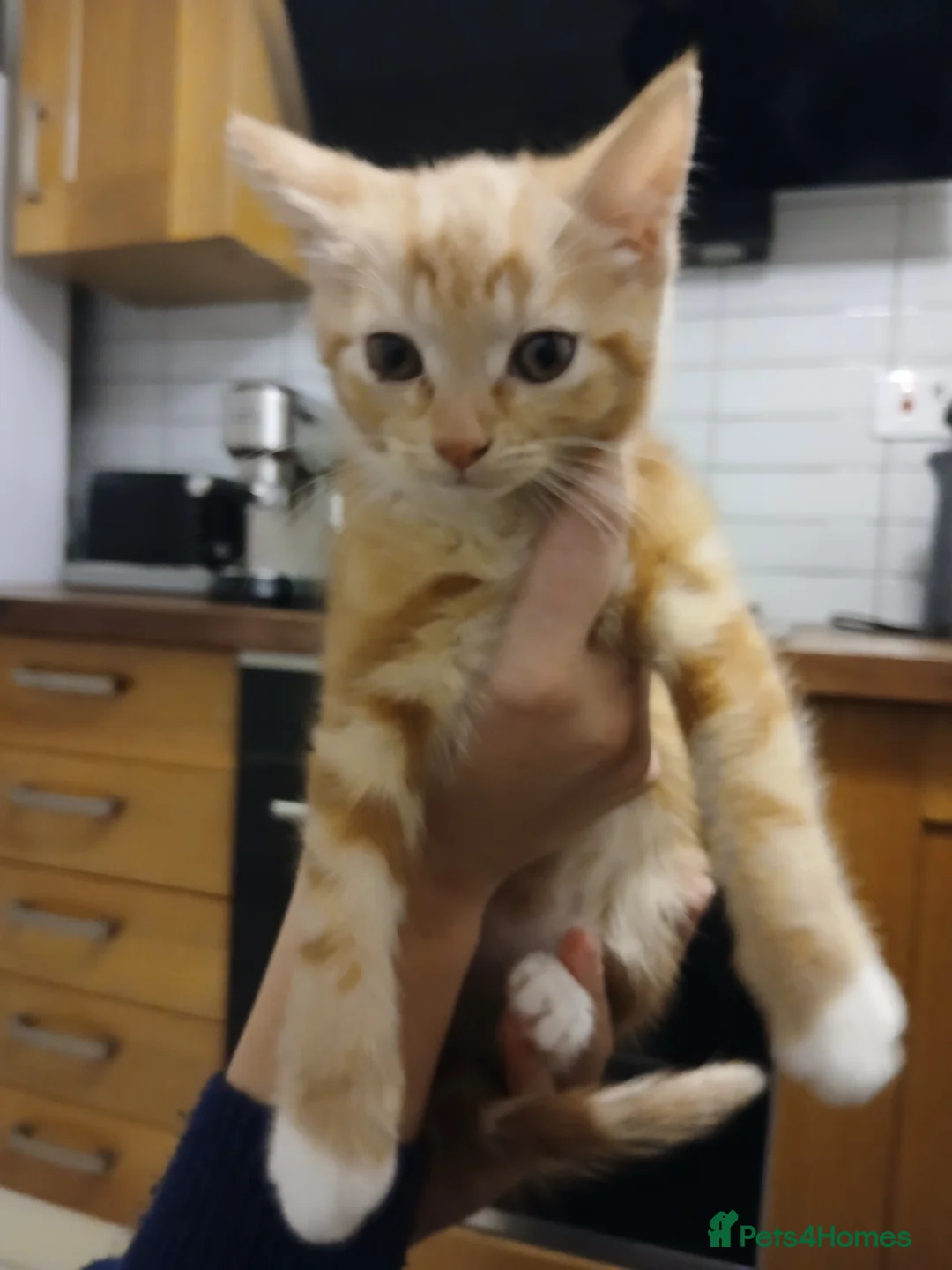 Mixed Breed cats for sale: Maine coon xxx - Advert 6