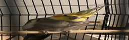 Cockatiels birds for sale: young male cockatiel untaimed (CAGE INCLUDED)  - Advert 2