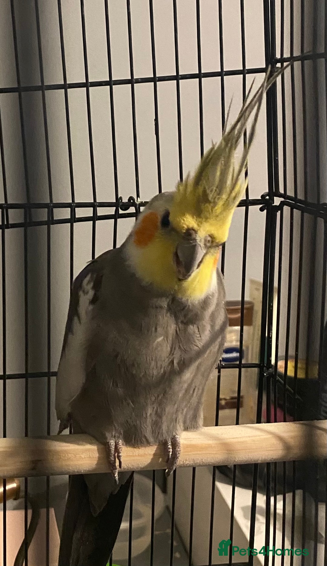 Cockatiels birds for sale: young male cockatiel untaimed (CAGE INCLUDED)  - Advert 2