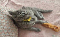 British Longhair cats for sale: ACTIVE REGISTERED BLH GIRL, GCCF, PEDIGREE - Image 2