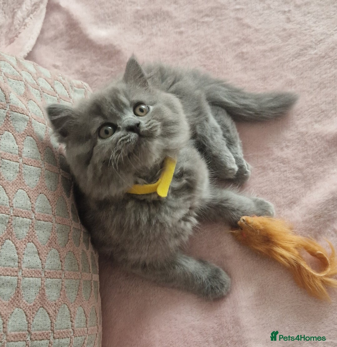 British Longhair cats for sale: ACTIVE REGISTERED BLH GIRL, GCCF, PEDIGREE - Image 2