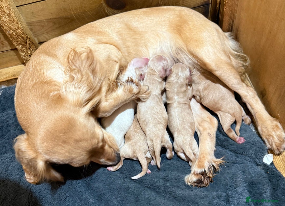 Cocker Spaniel dogs for sale: 5 gorgeous cocker spaniel puppies - Image 33
