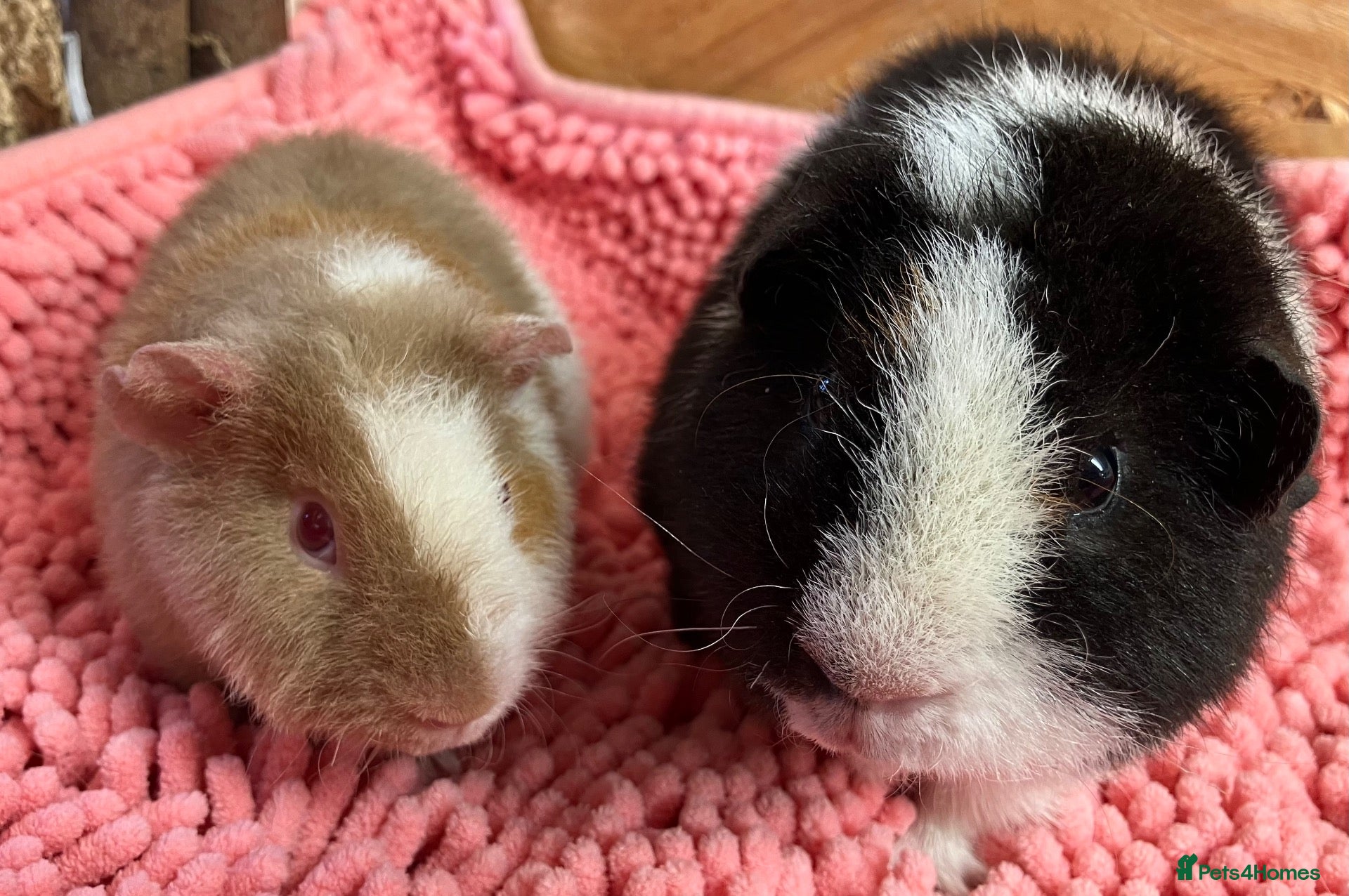 Guinea Pig rodents Gorgeous pair of Teddy boys/boars/males - Advert 18