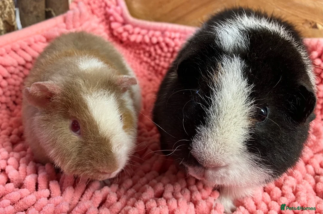 Guinea Pig rodents for sale: Gorgeous pair of Teddy boys/boars/males - Advert 1