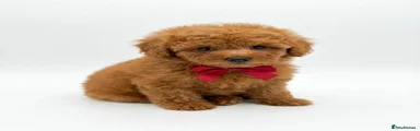 Maltipoo Puppy 2