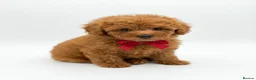 Maltipoo dogs for sale: Health tested Maltipoos - Advert 3
