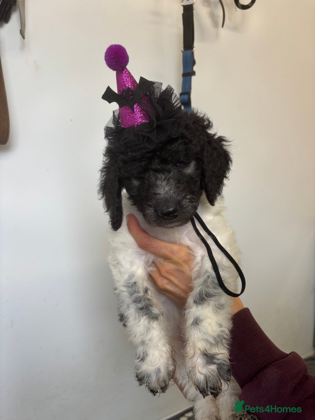 Bernedoodle dogs for sale: F1b St Berdoodle pups 1 boy left  - Advert 34