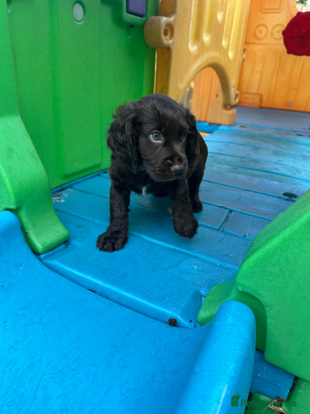 Cocker Spaniel dogs for sale: Ready to leave, Last Chocolate Boy Working Cocker  - Image 5