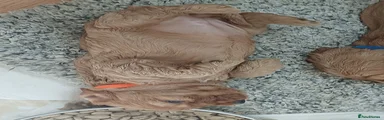 Orange collar