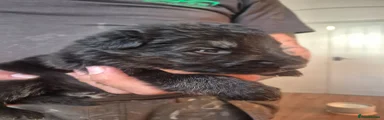 German Shepherd Puppy 1