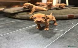 Hungarian Vizsla dogs for sale: 10 Hungarian Vizsla puppies - 6 boys & 4 girls - Image 20