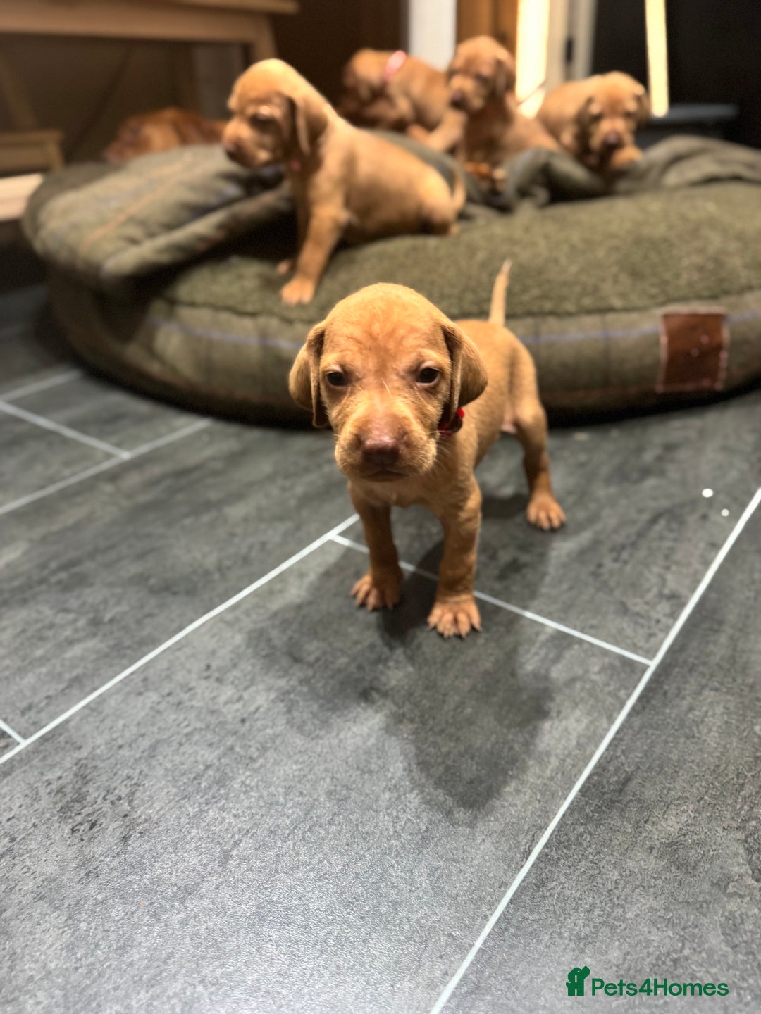 Hungarian Vizsla dogs for sale: 10 Hungarian Vizsla puppies - 6 boys & 4 girls - Image 20