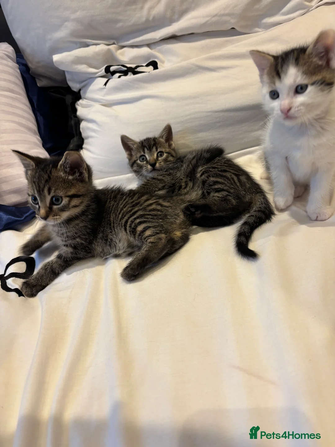 Domestic Shorthair cats for sale: 3kittens for sale 2 girls 1 boy  - Advert 1