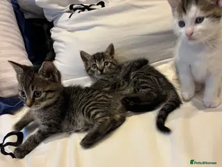 Domestic Shorthair cats 3kittens for sale 2 girls 1 boy - Advert 2