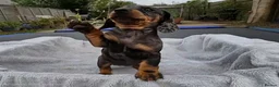 Miniature Dachshund dogs for sale: Gorgeous KC Registered, PRA Clear puppies  in Harlow - Advert 18