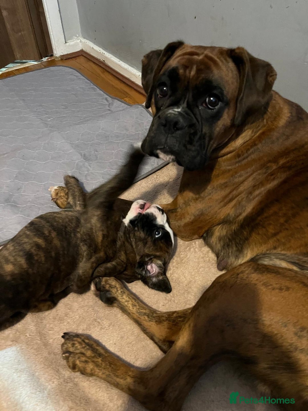 Boxer dogs for sale: Rare Beautiful KC registered puppies for sale  - Advert 10