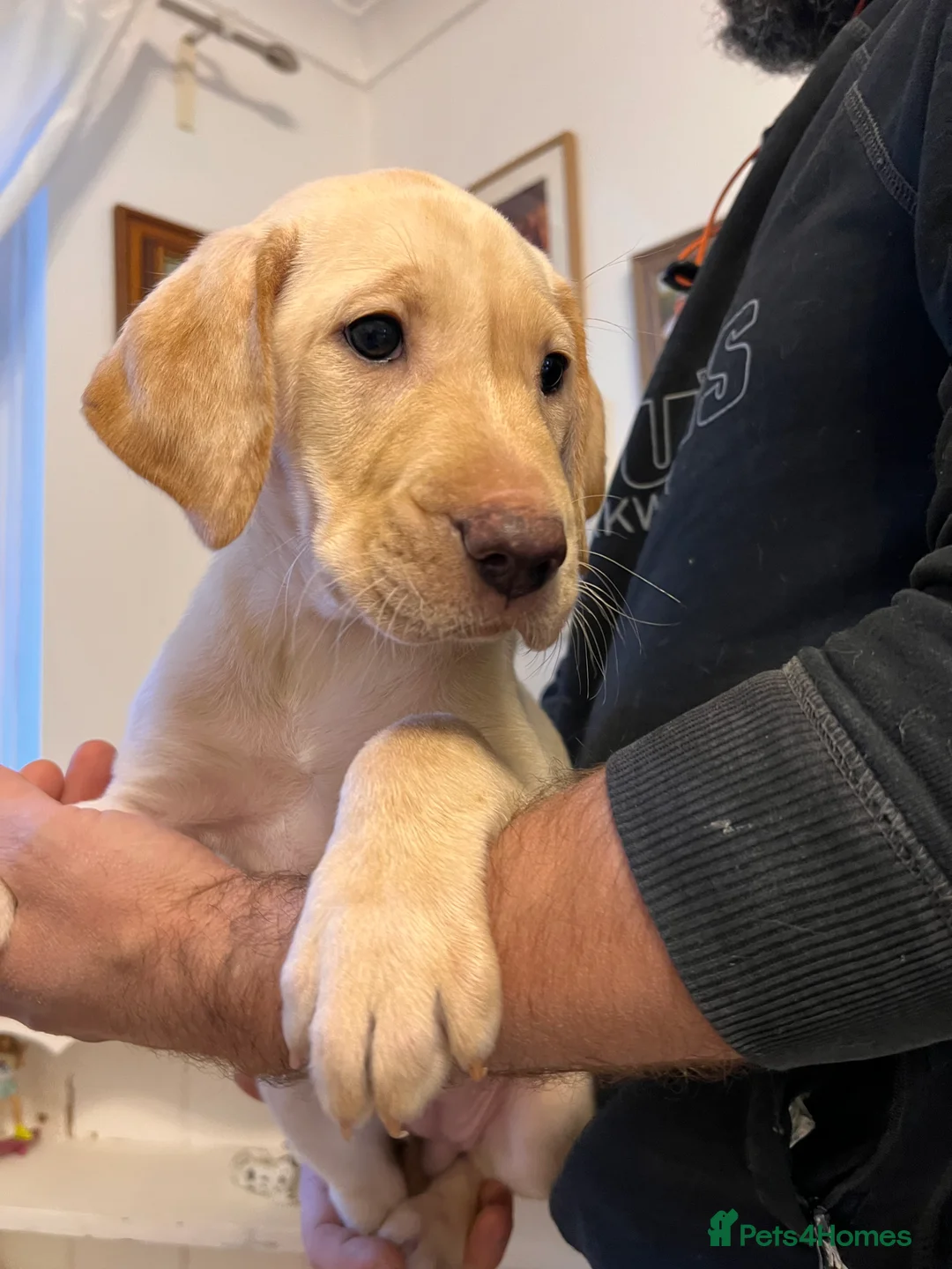 Labrador Retriever dogs for sale: Beautiful Labradors puppy’s looking for a new home - Advert 2