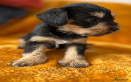 Mixed Breed dogs for sale: SCHNAVALIER PUPPIES  - Image 8