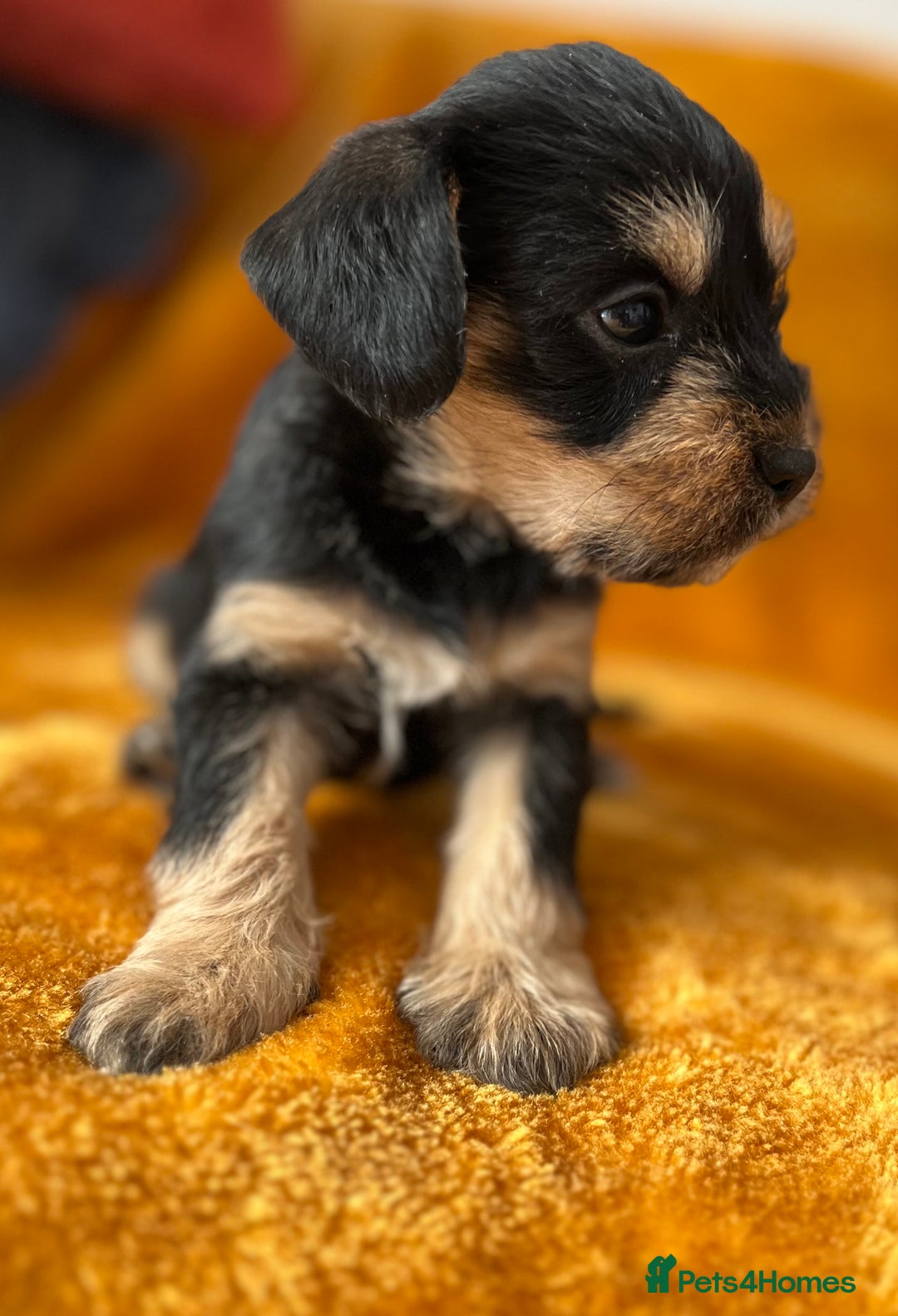 Mixed Breed dogs for sale: SCHNAVALIER PUPPIES  - Image 8
