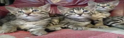 Bengal cats for sale: 4x Girls & 4x Boys – Stunning Bengal cross Kittens - Advert 10