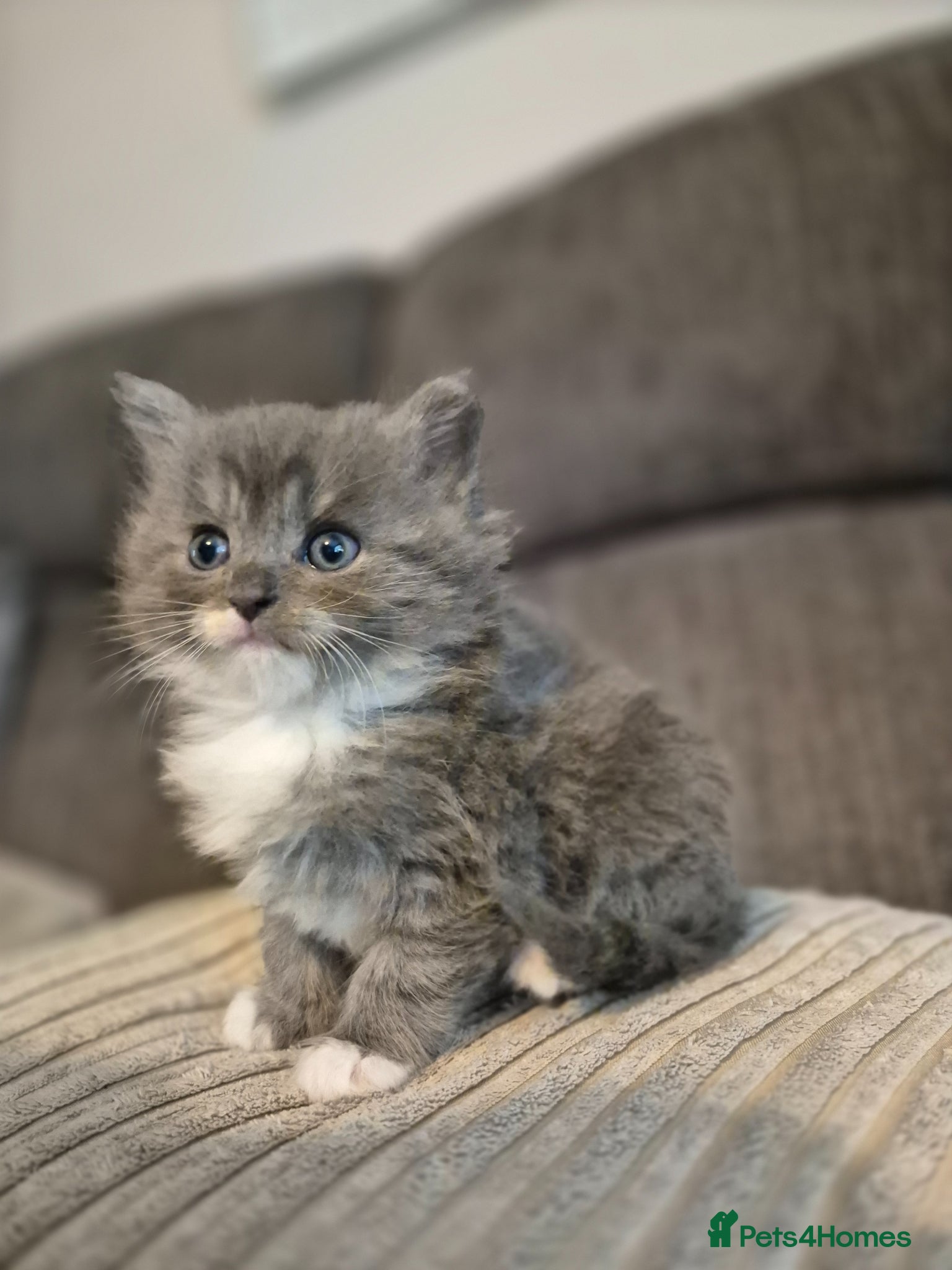 Ragdoll cats Ragdoll/Persian long haired blue female kitten - Advert 1