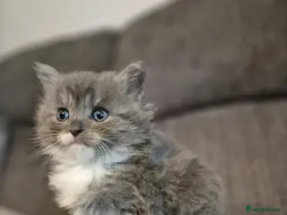 Ragdoll cats Ragdoll/Persian long haired blue female kitten - Advert 1