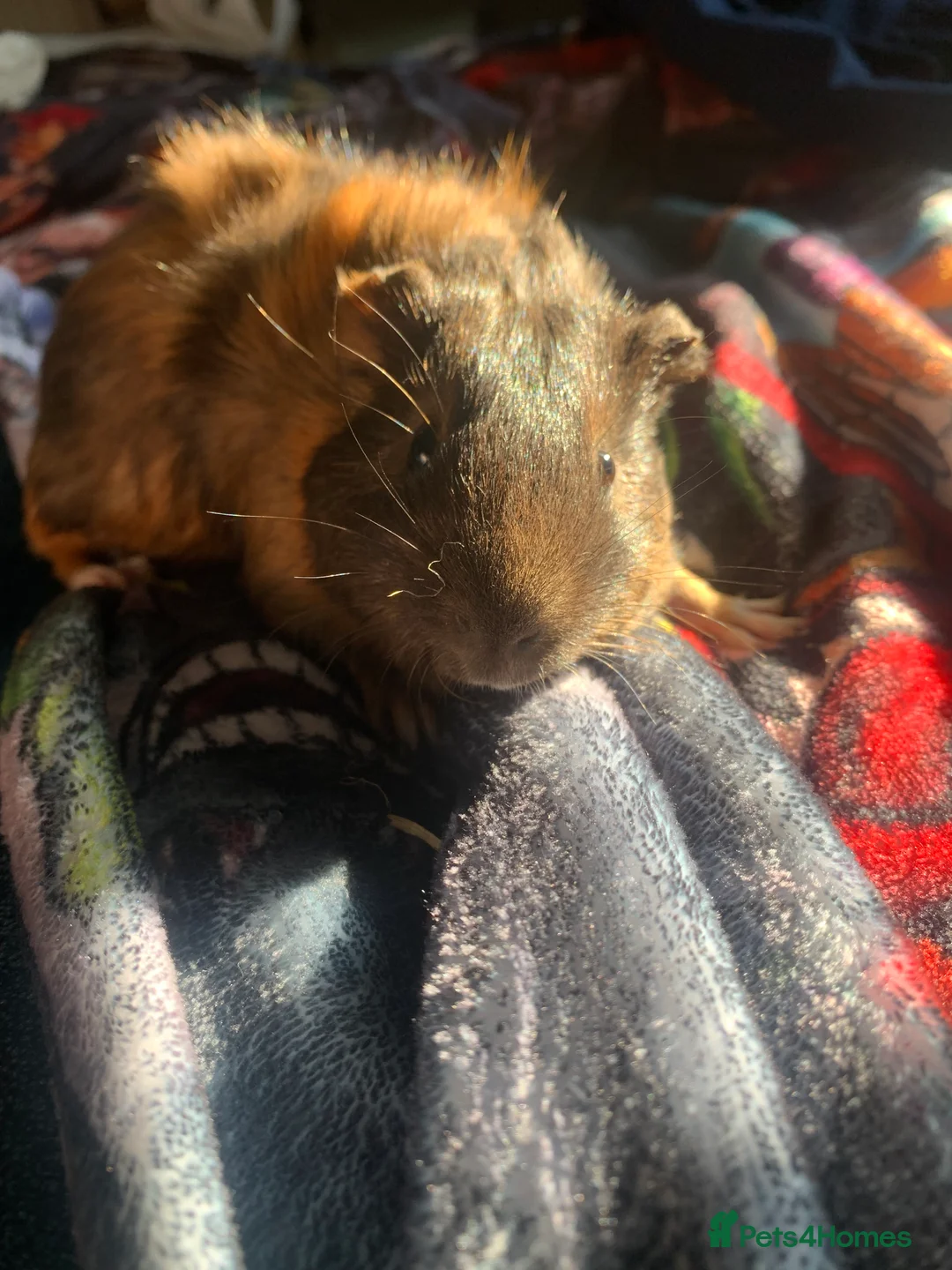 Guinea Pig rodents for sale: 3 Male Guinea Pigs RESERVED - Advert 5