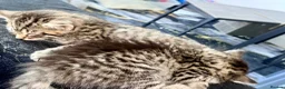 British Longhair cats for sale: Stunning fluffy British Longhair X Well Socialised in Norwich - Advert 1
