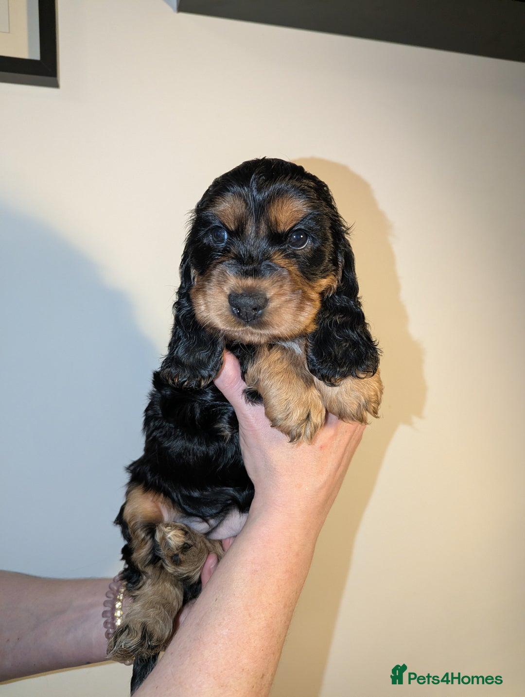Cocker Spaniel dogs for sale: LAST ONE GIRL NEW🏠Kc reg English Cockerspaniel 🏠 - Advert 21