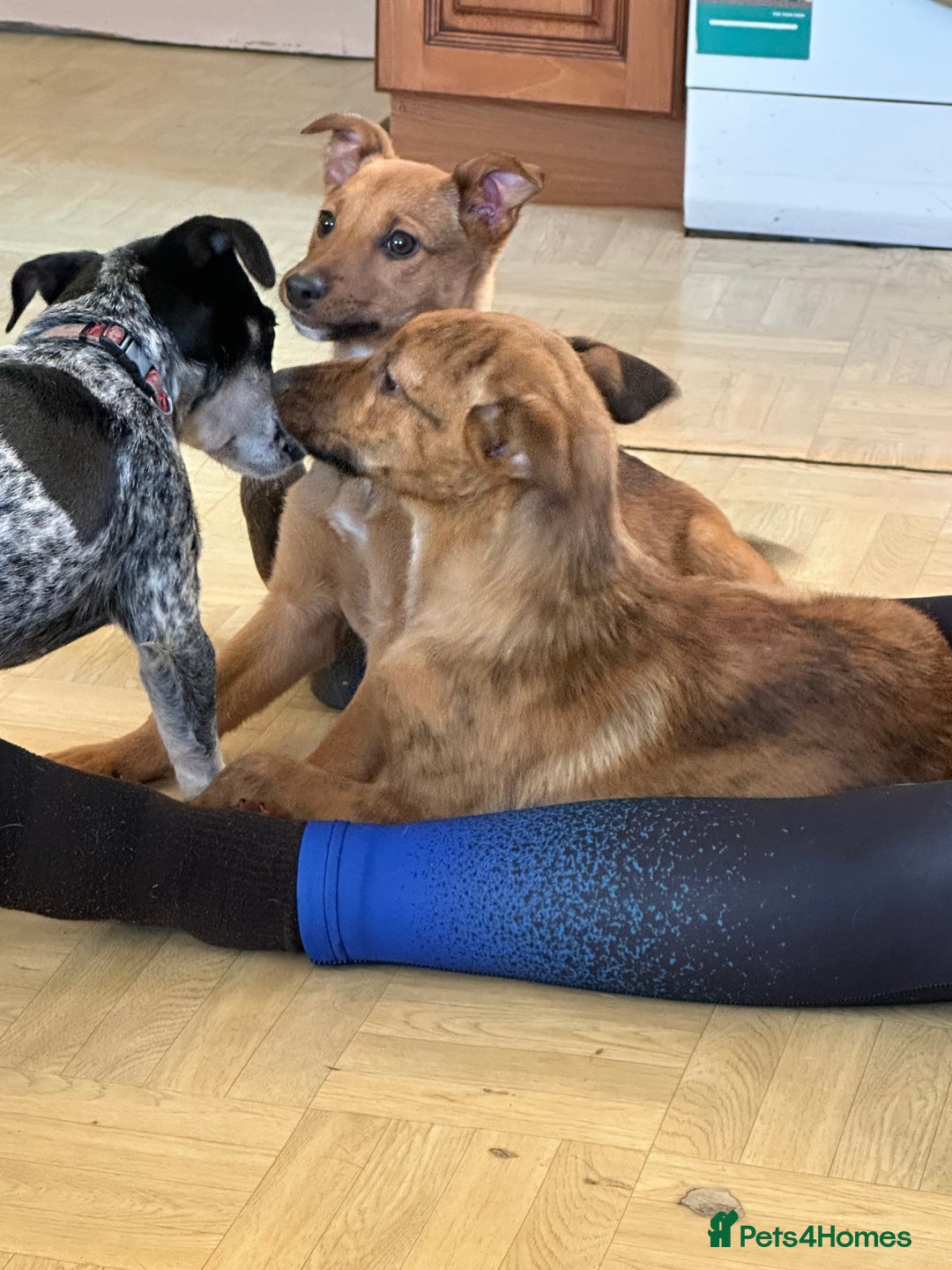 Mixed Breed dogs for sale: Kelpie x Collie puppies - Advert 7