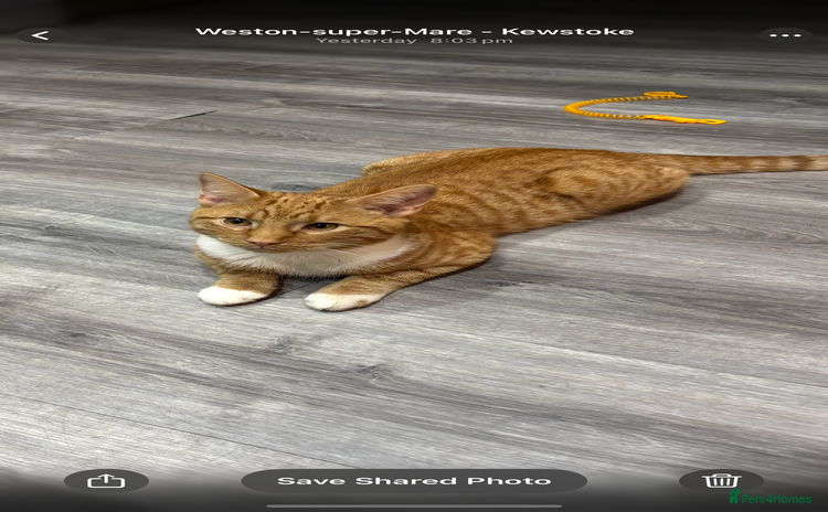 British Shorthair cats - Advert 11