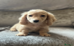 Dachshund dogs for sale: cream KC long haired miniature dachshunds for sale - Image 3