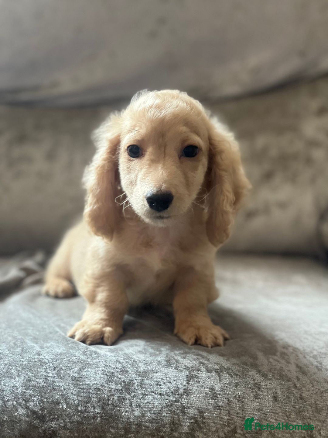 Dachshund dogs for sale: cream KC long haired miniature dachshunds for sale - Image 3