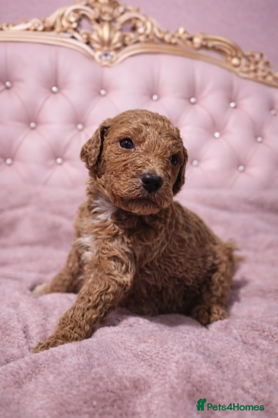 Standard Poodle dogs for sale: READY IN 6 DAYS Standard Poodle Puppies - Advert 4