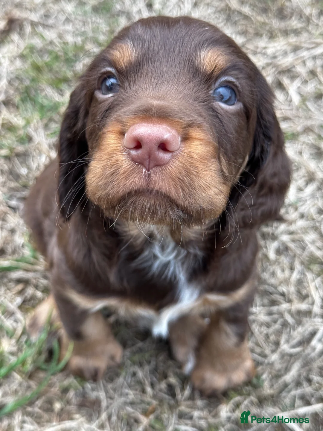 Sprocker dogs for sale: Lovely Sprocker Puppies for sale in Bury Saint Edmunds - Advert 4
