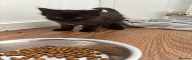 Mixed Breed Kitten 5