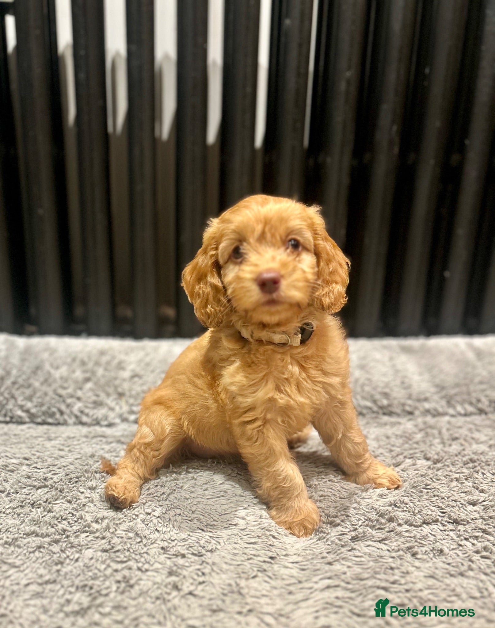 Cockapoo dogs Cockerpoo Puppies ready for their loving home  - Advert 1