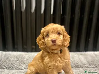 Cockapoo dogs Cockerpoo Puppies ready for their loving home - Advert 1