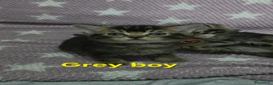 1 Grey boy 