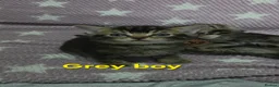 Mixed Breed cats for sale: Beautiful kittens looking for their forever homes  - Advert 24