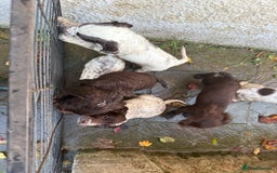 Cocker Spaniel dogs for sale: Loving playful pups - Image 6