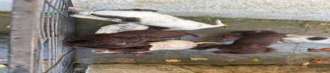 Cocker Spaniel Puppy 5