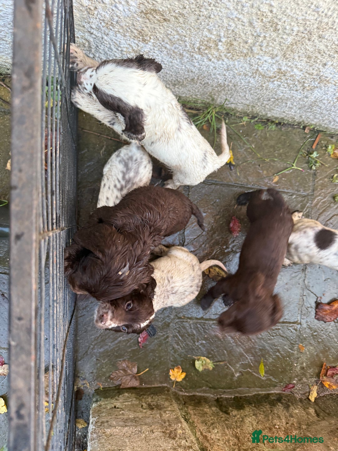 Cocker Spaniel dogs for sale: Loving playful pups - Image 6