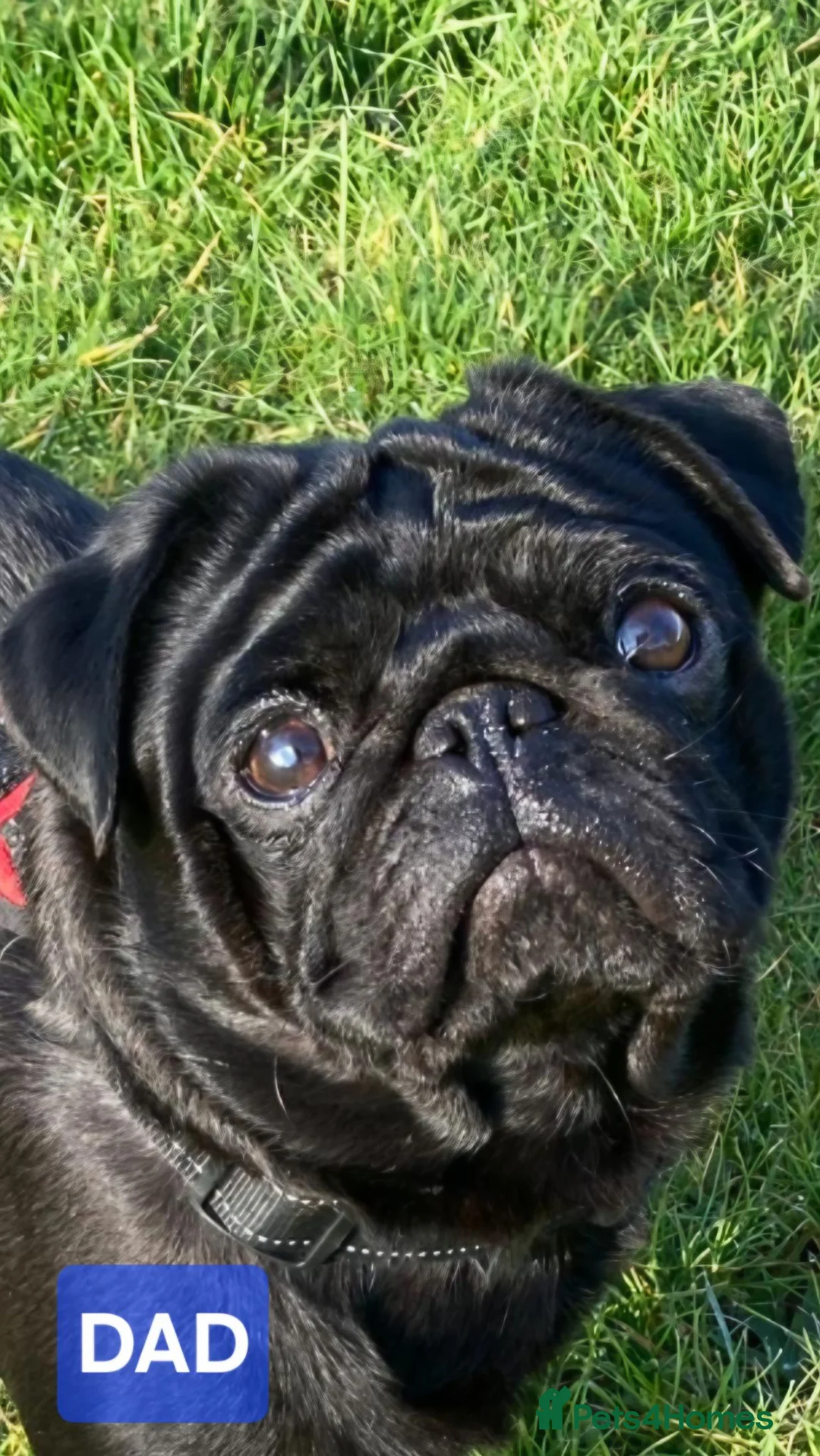 Pug dogs for sale: Adorable  PUG Puppies looking for Their Homes  - Advert 9