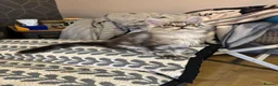 Maine Coon cats for sale: 3 Beautiful Maine Coon kittens forsale in Ammanford - Advert 13