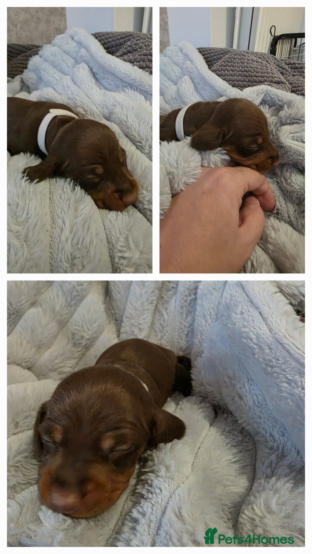 Miniature Dachshund dogs for sale: Miniture dachshund puppies available.  - Advert 3